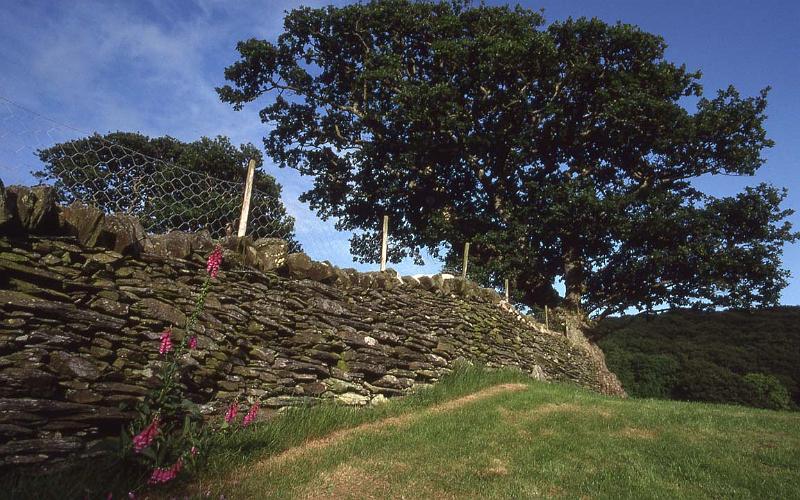 RWT 0310 336-20 UK Foxglove Wales.jpg